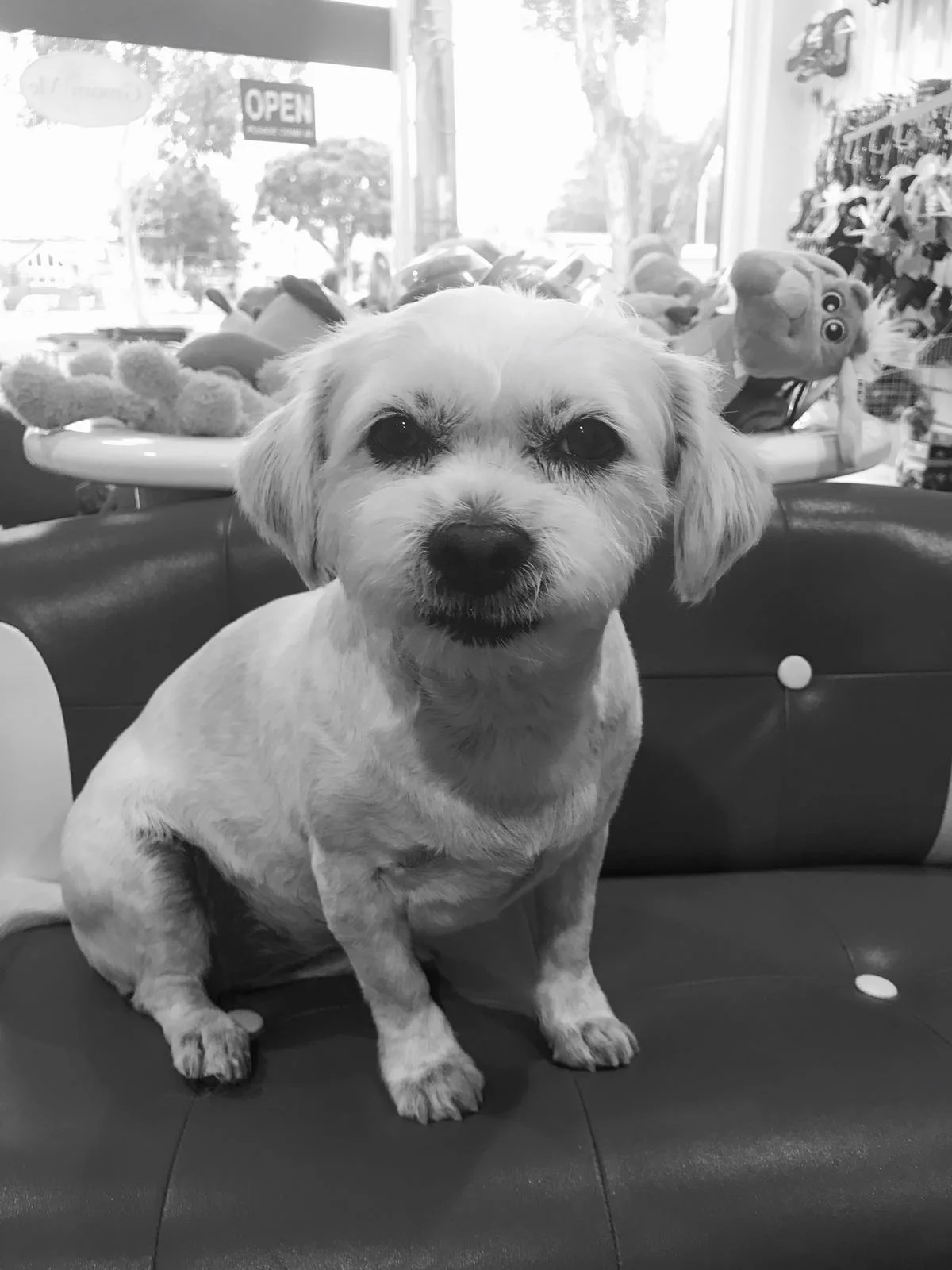 Resident salon dog Kilda