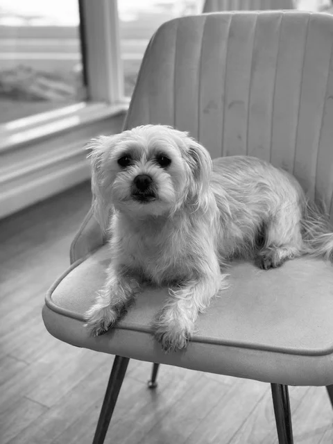 Resident salon dog Lottie on a velvet chair