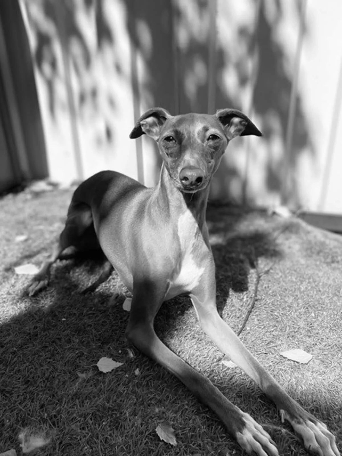 Resident salon dog Mathilda