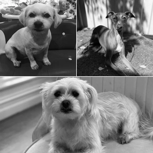 Resident salon dogs relaxing on couches and grass